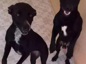 Cachorro raça Não definida  idade 1 ano nome Nina 