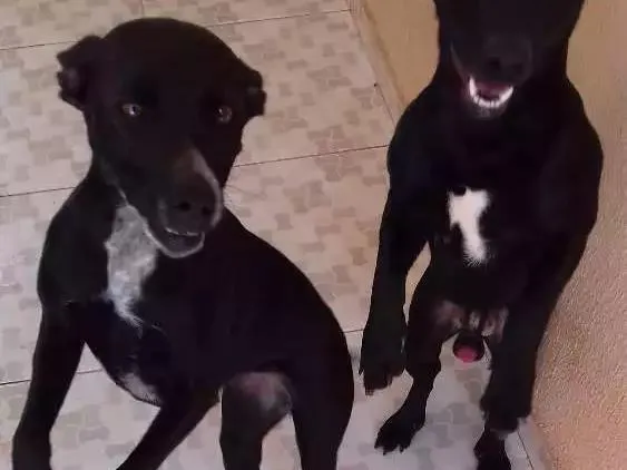 Cachorro ra a Não definida  idade 1 ano nome Nina 