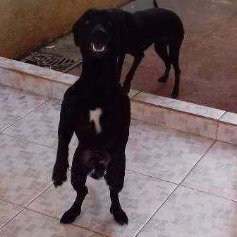 Cachorro ra a Não definida  idade 1 ano nome Ice