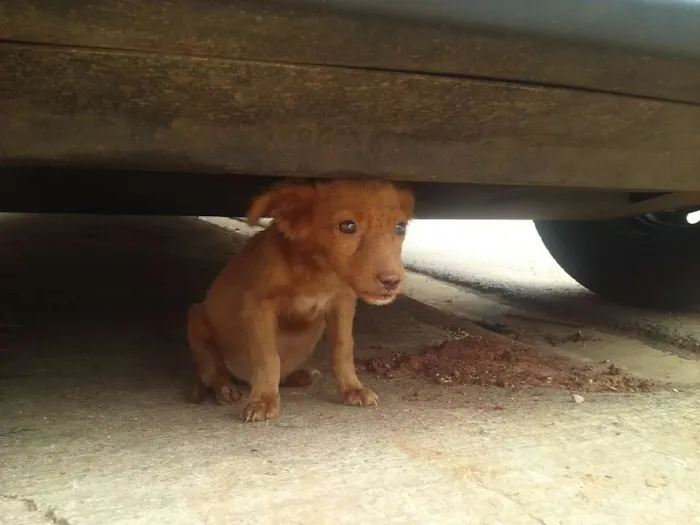 Cachorro ra a  idade 2 a 6 meses nome sem nome