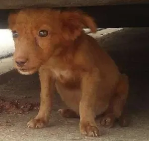 Cachorro raça  idade 2 a 6 meses nome sem nome