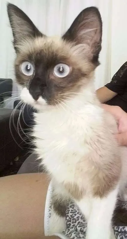 Gato ra a Siames idade  nome Tico