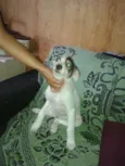 Pirata