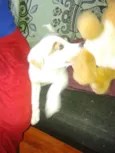 Pirata