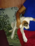 Pirata