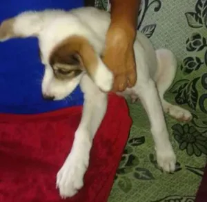 Cachorro raça  idade 2 a 6 meses nome Pirata