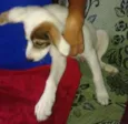 Pirata