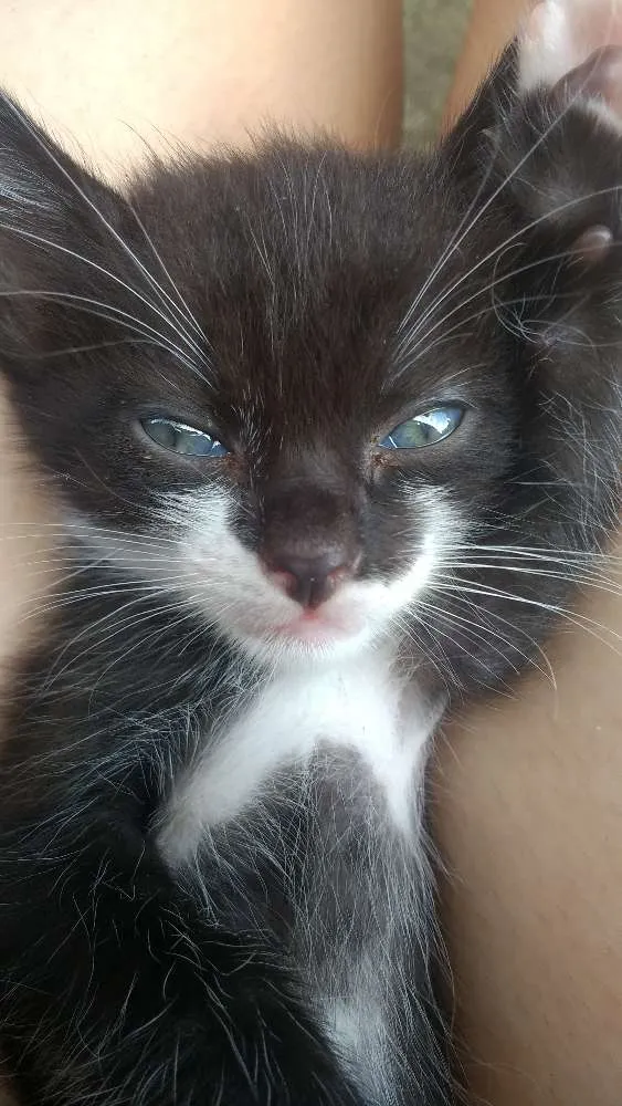 Gato ra a Sem raça idade Abaixo de 2 meses nome Sem nome