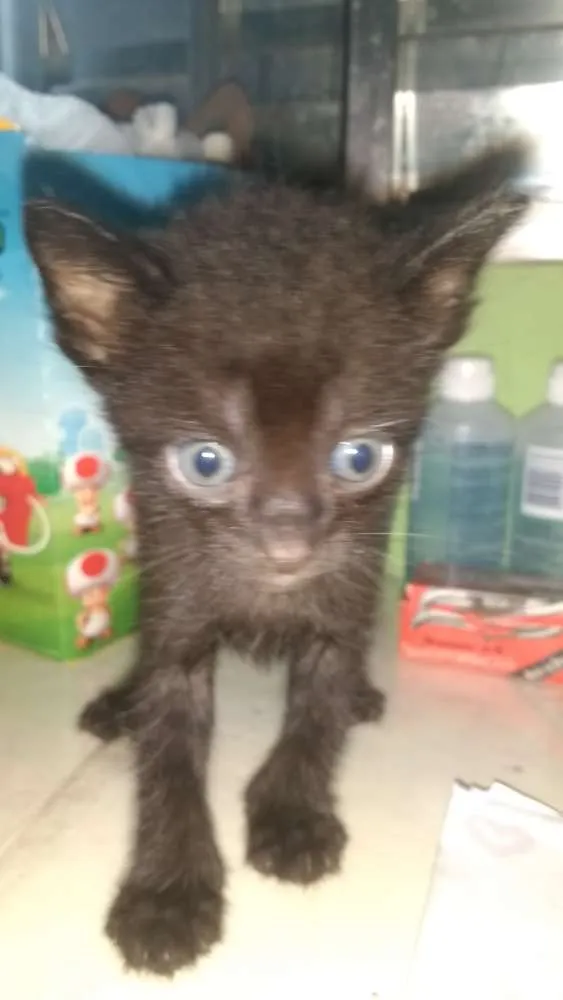 Gato ra a Sem raça idade Abaixo de 2 meses nome Sem nome