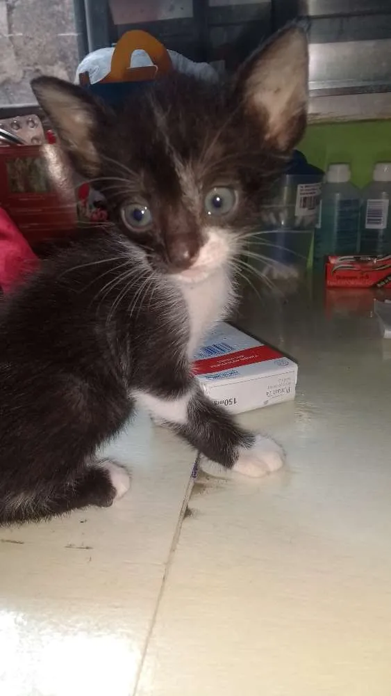 Gato ra a Sem raça idade Abaixo de 2 meses nome Sem nome