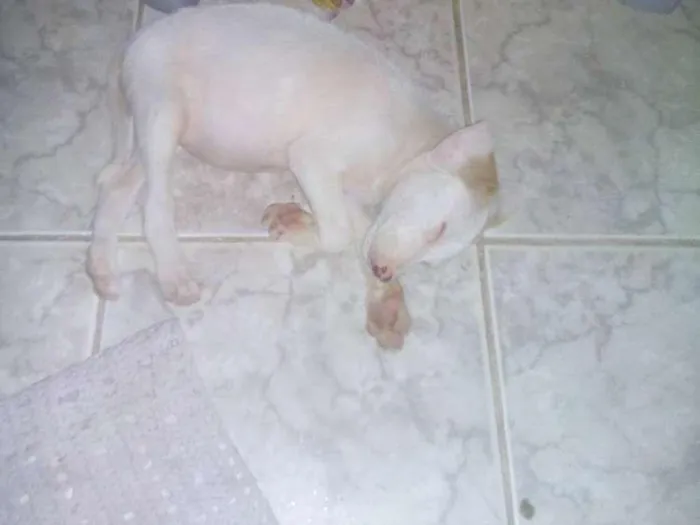 Cachorro raça  idade 2 a 6 meses nome  Xena