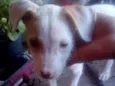  Xena