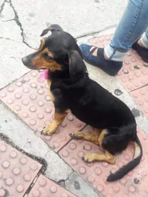 Cachorro raça nao identificada idade  nome Nao tem