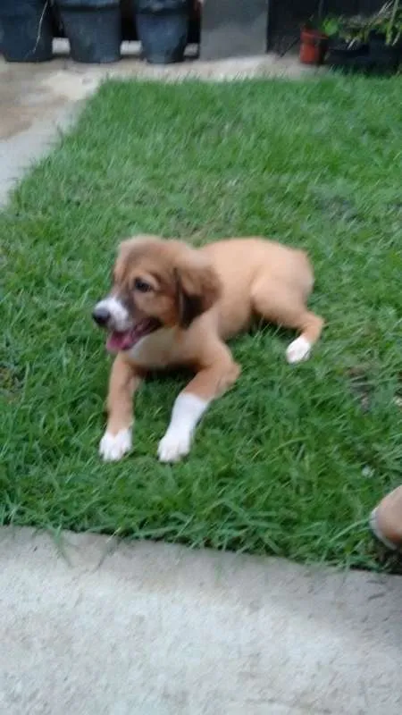 Cachorro raça Vira lata idade 2 a 6 meses nome Bolota