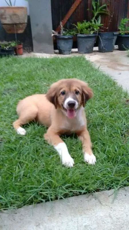 Cachorro raça Vira lata idade 2 a 6 meses nome Bolota