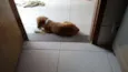 Bolota