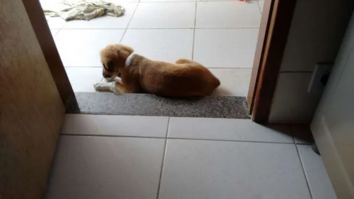 Cachorro raça Vira lata idade 2 a 6 meses nome Bolota