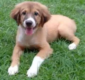Cachorro raça Vira lata idade 2 a 6 meses nome Bolota