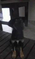 belinha