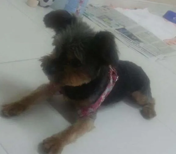 Cachorro ra a Yorkshire idade 4 anos nome Romeu