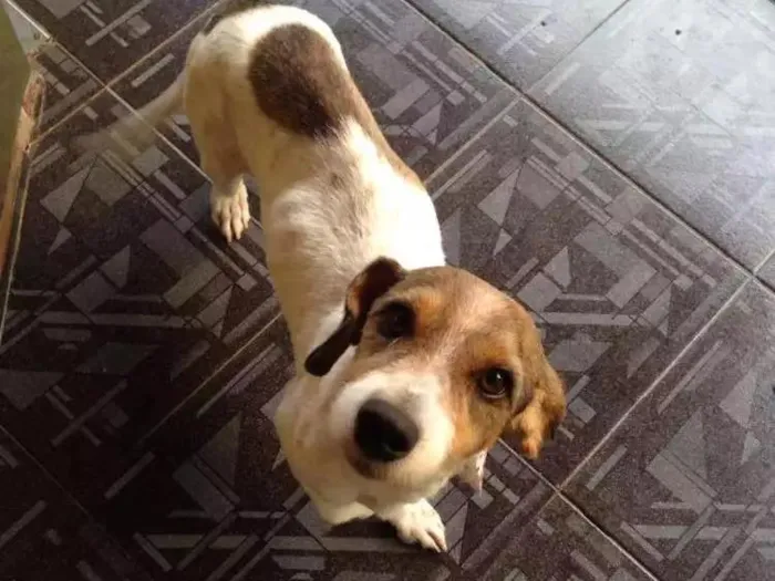 Cachorro ra a Poodle misturado com outra raça idade 4 anos nome Marley