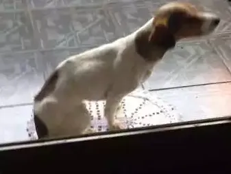 Cachorro ra a Poodle misturado com outra raça idade 4 anos nome Marley