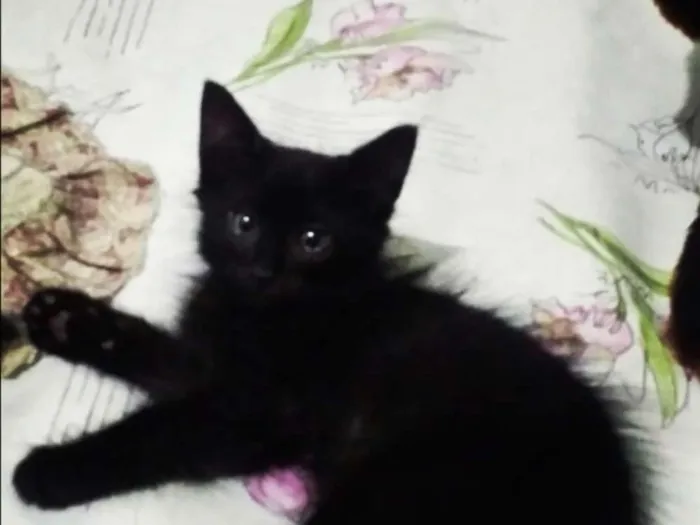 Gato ra a Srd idade 2 a 6 meses nome Srd