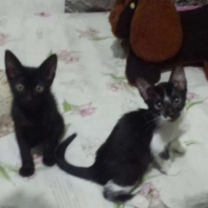 Gato ra a Srd idade 2 a 6 meses nome Srd