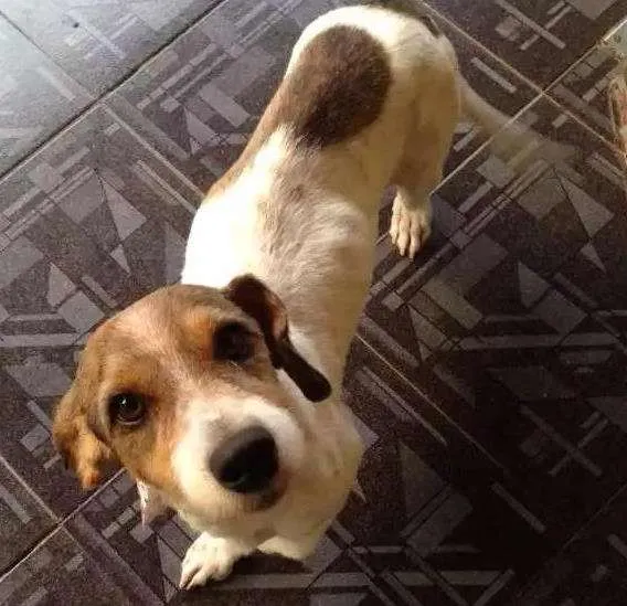 Cachorro ra a Poodle misturado com outra raça idade 4 anos nome Marley