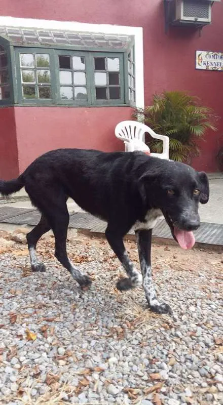 Cachorro ra a SRD idade 4 anos nome Betina