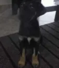 belinha