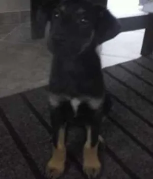 Cachorro raça viralatas idade 7 a 11 meses nome belinha