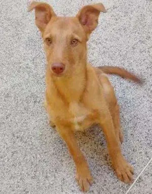 Cachorro raça viralata idade 2 a 6 meses nome Atena
