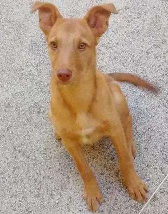 Cachorro ra a viralata idade 2 a 6 meses nome Atena