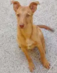 Atena
