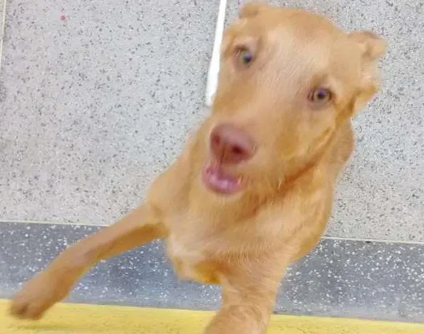 Cachorro ra a viralata idade 2 a 6 meses nome Atena