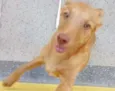Atena