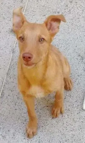 Cachorro ra a viralata idade 2 a 6 meses nome Atena