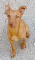 Atena