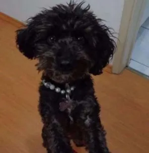 Cachorro raça Poodle idade 6 ou mais anos nome Julie