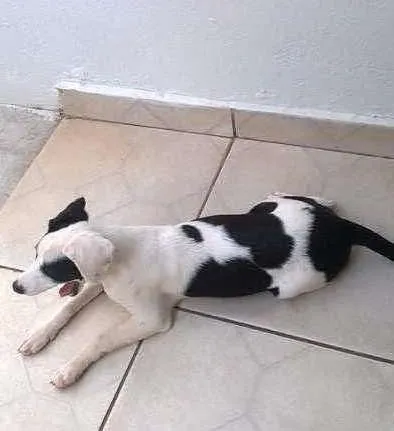 Cachorro ra a indefinida idade 2 a 6 meses nome Vitoria