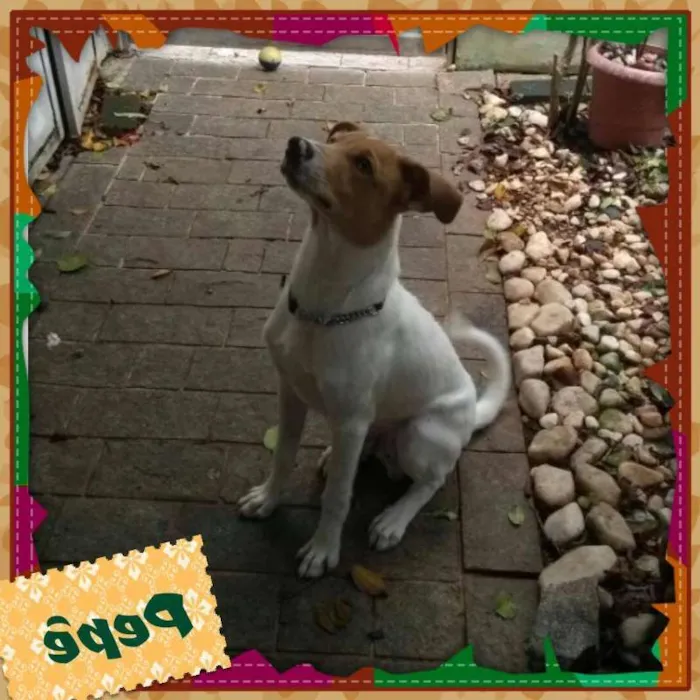 Cachorro ra a SRD idade 2 a 6 meses nome PEPÊ
