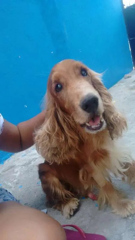 Cachorro ra a cocker spaniel idade 6 ou mais anos nome Téo