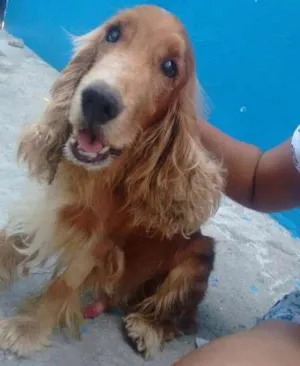 Cachorro raça cocker spaniel idade 6 ou mais anos nome Téo