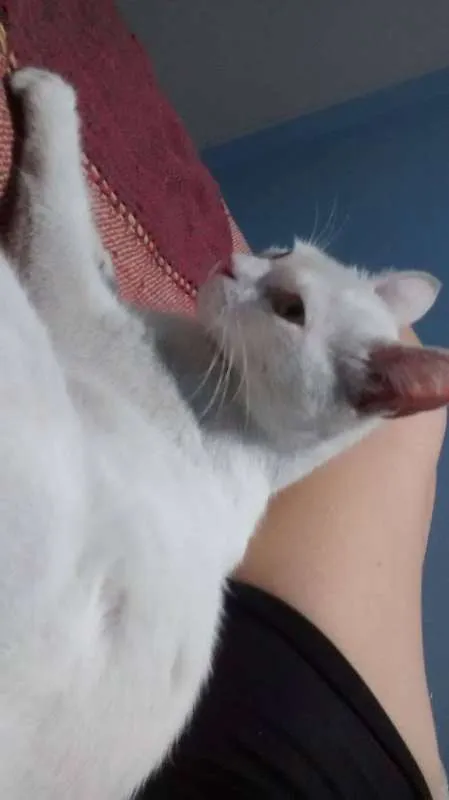 Gato ra a SRD idade 7 a 11 meses nome Shakti