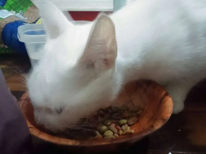 Gato ra a SRD idade 7 a 11 meses nome Shakti