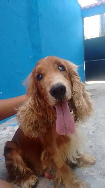 Cachorro ra a cocker spaniel idade 6 ou mais anos nome Téo
