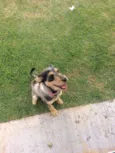 Maya