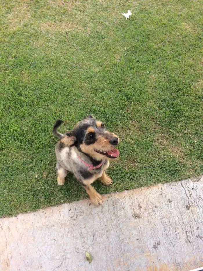 Cachorro ra a SRD idade 1 ano nome Maya