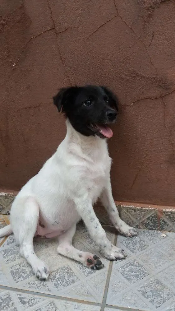 Cachorro ra a  idade 7 a 11 meses nome Beli
